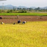 Trách nhiệm của chủ sử dụng đất trồng lúa đã chuyển đổi cơ cấu cây trồng